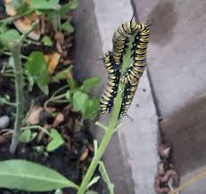 Monarch Butterfly Caterpillars Voracious Eaters Love Their Swan Plants Jan 2018 N Z Monarch Butterfly Mammals Reptiles