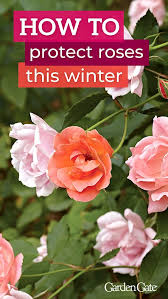 How To Prepare Roses For Winter Rose Plant Care Roses Garden Care Garden Care