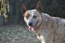 They're super intelligent, energetic, and would make a great addition to a loving family. Do Blue Heelers Shed Australian Cattle Dog Shedding Guide