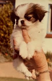 He is family raised and looking for a new forever family. Navy Villas Japanese Chins Margaret Journeaux And Her Japanese Chin Dogs A Short History