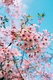 Roommates blue cherry blossom peel and stick wallpaper. Cherry Blossom Wallpaper Wallpaper Sun