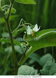 Image result for Solanum chenopodioides