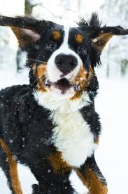 Bernese Mountain Dog Puppy Black And White White And Black Dog Bernese Mountain Dog Puppy Dogs Mountain Dogs