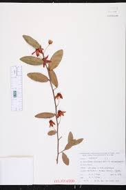 Image result for Ochna cyanophylla