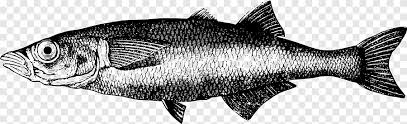 Check spelling or type a new query. Ikan Air Tawar Ikan Air Tawar Hewan Hewan Coklat Makanan Hewan Png Pngegg