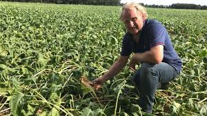 Droogte treft bietenboer: Er moet snel wat gebeuren