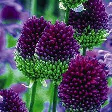 Allium Offer From Hayloft Plants Gardens Illustrated In 2020 Plants Garden Plants Flowers