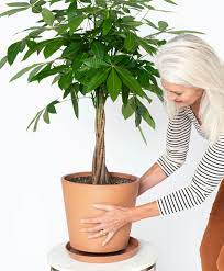 Growing money trees isn't hard! Money Tree 101 How To Care For Money Trees Bloomscape