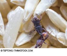 One can prevent pest infestation with quick tips below 2 you need to make sure you don't leave any tempting food sources around. Stored Product Pests Quality Assurance Food Safety