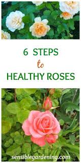 6 Steps To Healthy Roses With Sensible Gardening Roses Need Not Be That Difficult To Grow Follo Planting Roses Home Vegetable Garden Organic Vegetable Garden