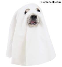 Halloween Diy Ghost Costume For Your Dog Ghost Diy Ghost Costume Diy Diy Halloween Ghosts