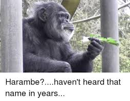 Harambe Haven T Heard That Name In Years I Haven T Heard That Name In Years Funny Pictures Harambe Stupid Memes