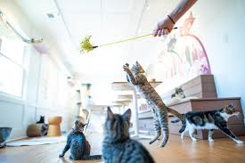 Head to mac tabby for a cup of coffe and to love on some furbabies! Daily Mews Cat Cafe