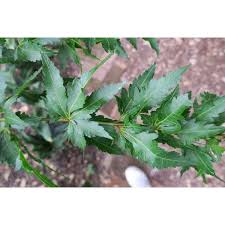 The japanese translation of johin is elegant which aptly describes this cultivar. Jc Raulston Arboretum Our Plants Acer Palmatum Orange Hagoromo