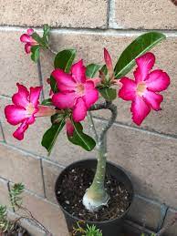 Is desert rose poisonous to cats? Desert Rose Came Alive Love How It Waits For The Right Time To Explode Apparently This Is Poisonous To Cats Succulents