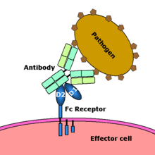 When any of our sense organs stop functioning, it can be transplanted to replace the malfunctioning organs. Immunity Medical Wikipedia