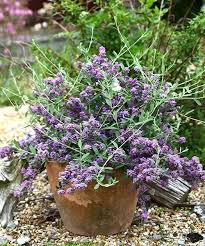 Image result for Komule střídavolisté