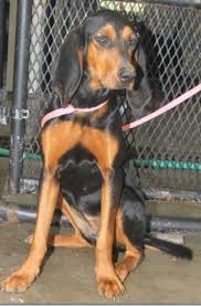 Black And Tan Coonhound Puppies For Sale In Ky Pin On Coon Hunting