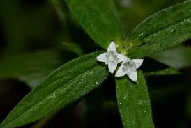 Image result for Spermacoce senensis