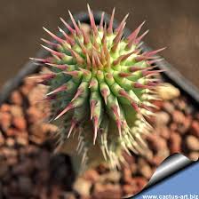 Image result for Hoodia currorii