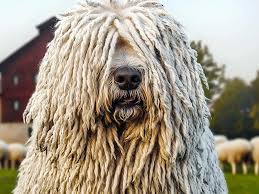 Image result for Komondor