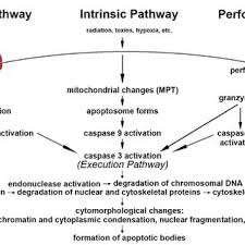 Hallmarks Of The Apoptotic And Necrotic Cell Death Process Apoptosis Download Scientific Diagram