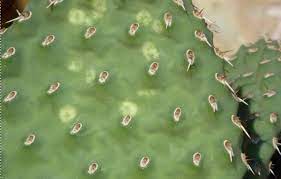 The green pads of this cacti form shrubs. Pests Diseases Chinle Cactus Succulent Society