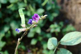 Image result for Teramnus labialis