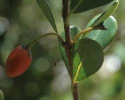 Image result for Mimusops afra