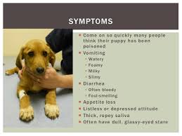 What are the odds that my puppy will survive this ordeal? My Puppy Has Parvo Now What