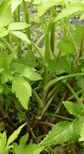 Image result for Oenanthe