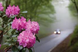 Image result for Rhododendron
