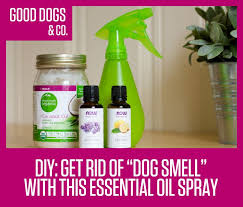 9 Best Dog Colognes And Deodorants In 2020 Dog Smells Essential Oils Dogs Dog Spray