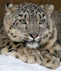 xpose trophy hunting on twitter what a stunningly gorgeous fur baby is this i know i keep saying it but how could anybody look at this perfect cat and use
