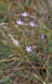 Image result for Wahlenbergia capitata