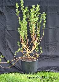 This is a hardy willow tree that grows well in any type of soil. Crazy Curly Corkscrew Willow Mike S Backyard Nursery
