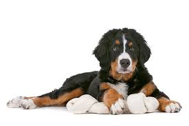 A little over 10 years ago, we bought our first bernese! Bernese Mountain Dog Dog Breed Information