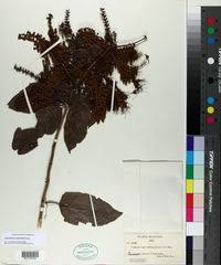 Image result for Combretum cinereopetalum