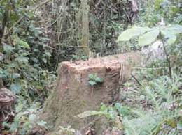 Image result for Erythrococca ulugurensis