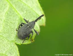 Image result for květopas jahodníkový