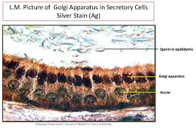 Consists of parallely arranged flattened membraneous sacs that lacks ribosomes and can in animal cells, ga is involved in packaging and secretion of variety of substances from the cell like secretion of lactoprotein secretion by mammary. In Which Animal Cells Is Golgi Apparatus Most Abundant Quora
