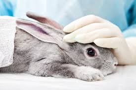 Last updated december 11, 2019. Bill To End Animal Testing For Cosmetics Introduced In Congress With Support From Industry Leaders A Humane World