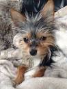 Chorkie (Chihuahua / Yorkie Mix) Breed Profile: What You ...