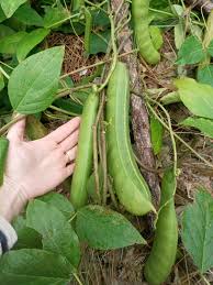 Image result for Canavalia gladiata