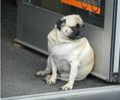 Pets and vets vic park. Pet Obesity Awareness Victoria Park Animal Hospital