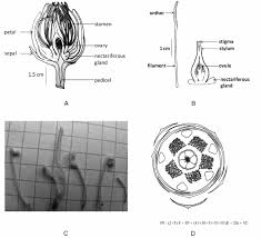 Image result for Pentadesma