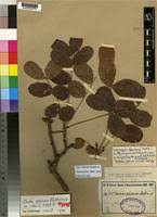 Image result for Zanha africana