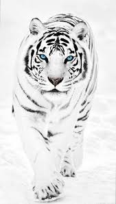 White tiger hd is part of the animal, tigers wallpapers collection. Black And White Tiger Wallpaper White Tiger In The Snow 1072x1890 Download Hd Wallpaper Wallpapertip