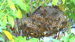 Powered by a camping fuel canister (not included), repel without smoke, flames, or citronella. Top 5 Best Wasp Repellents 2021 Review Pest Strategies