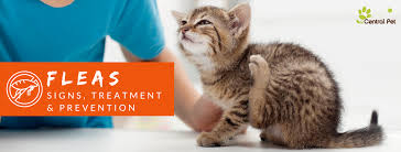 If you're dealing with cat fleas observing a pet excessively scratching, licking or biting at their skin is another sign of a cat flea infestation. Fleas Signs Treatments And Prevention